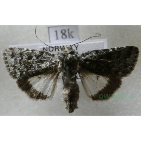 Sympistis heliophila (Paykull, 1793) Norway18k